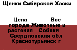 Щенки Сибирской Хаски › Цена ­ 20 000 - Все города Животные и растения » Собаки   . Свердловская обл.,Краснотурьинск г.